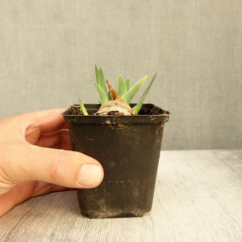 Esemplare di Iris germanica Alizes - Giaggiolo paonazzo Vasetto da 8/9 cm come consegnato in autunno