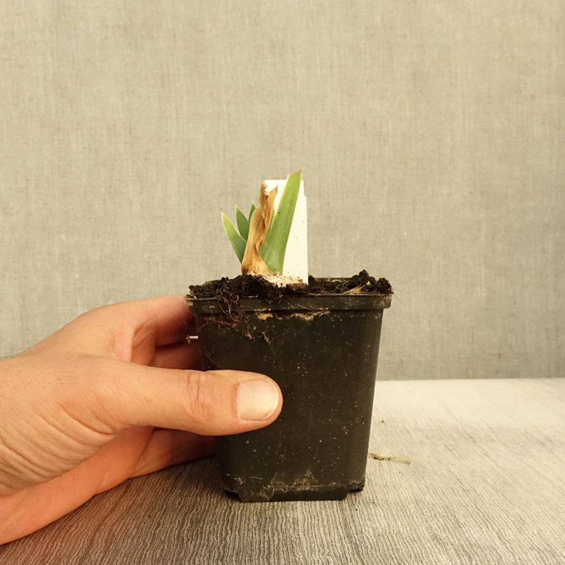 Esemplare di Iris germanica Arctic Age - Giaggiolo paonazzo Vasetto da 8/9 cm come consegnato in autunno