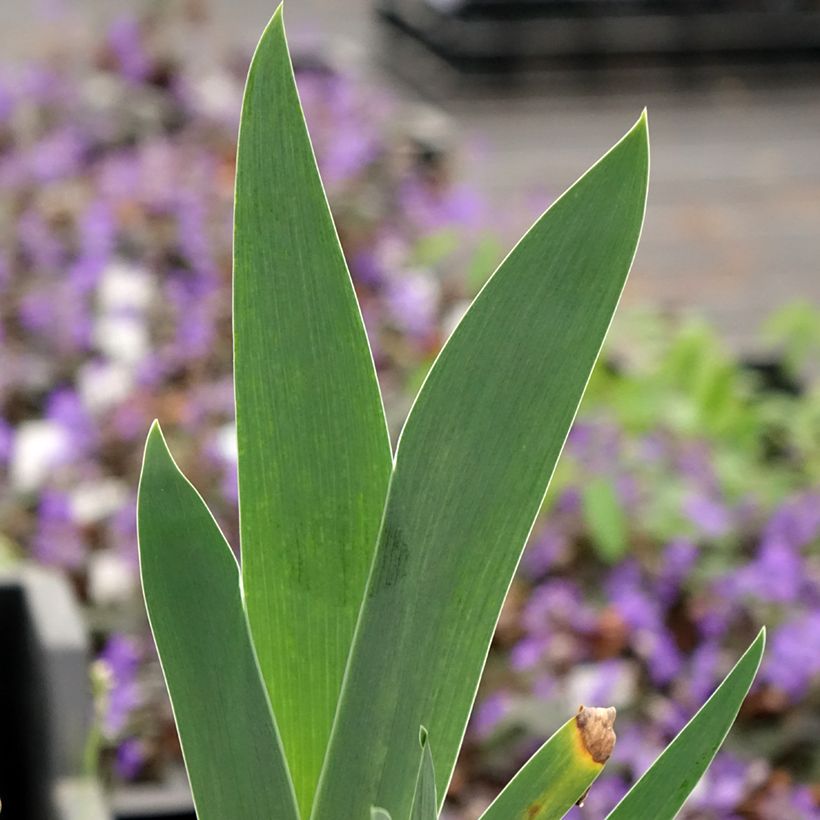 Iris germanica Arpège - Giaggiolo paonazzo (Fogliame)