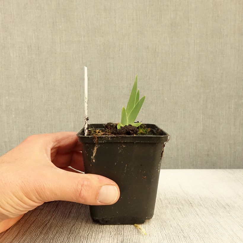 Esemplare di Iris germanica Art Déco - Giaggiolo paonazzo Vasetto da 8/9 cm come consegnato in autunno