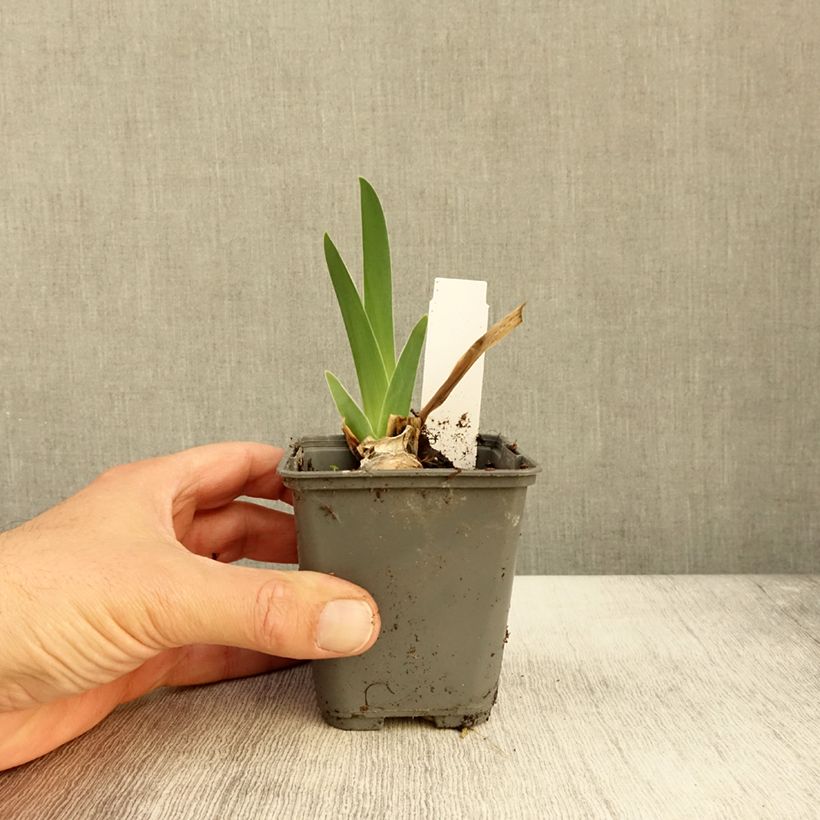 Esemplare di Iris germanica Baie des Anges - Giaggiolo paonazzo Vasetto da 8/9 cm come consegnato in autunno