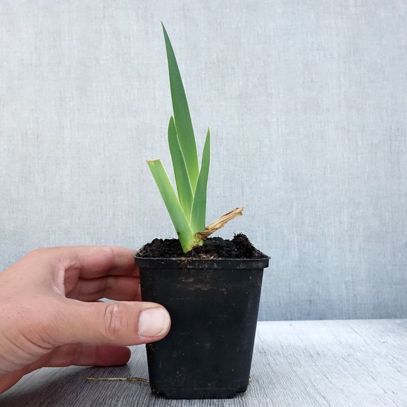 Esemplare di Iris germanica Bébé Rose - Giaggiolo paonazzo Vasetto da 8/9 cm come consegnato in autunno