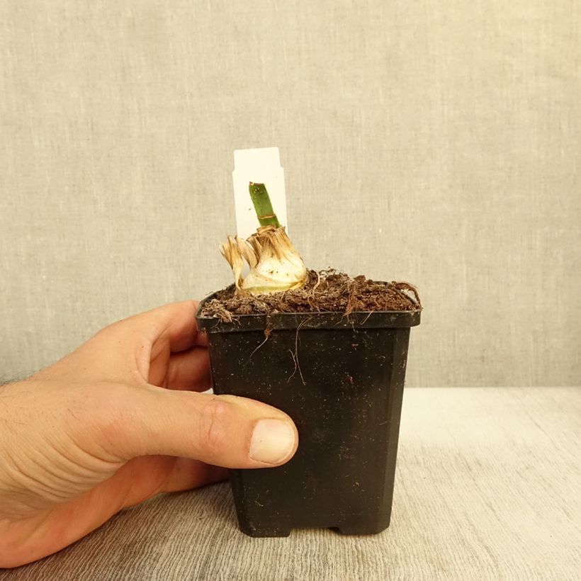 Esemplare di Iris barbata-Media Bedtime Story - Giaggiolo Vasetto da 8/9 cm come consegnato in autunno