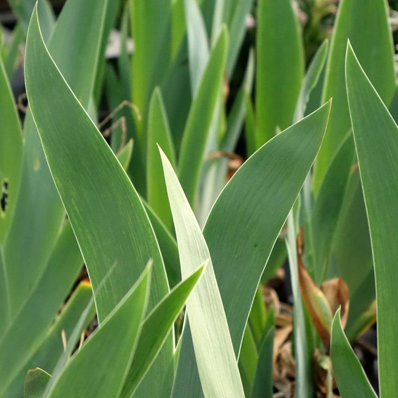 Iris germanica Black Dragon - Giaggiolo paonazzo (Fogliame)