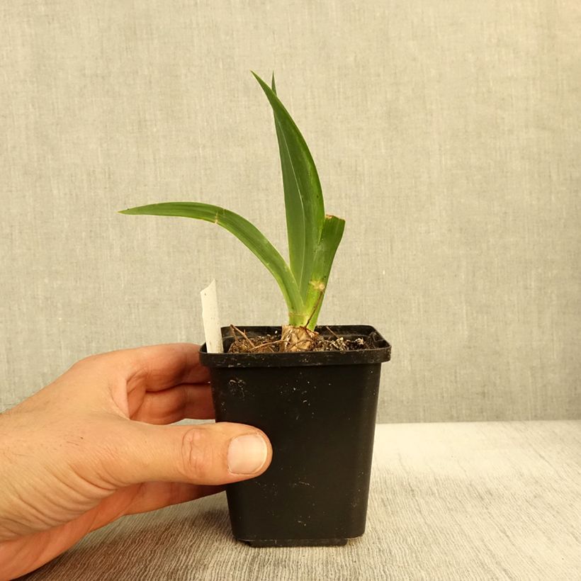 Esemplare di Iris germanica Black Knight - Giaggiolo paonazzo Vasetto da 8/9 cm come consegnato in autunno