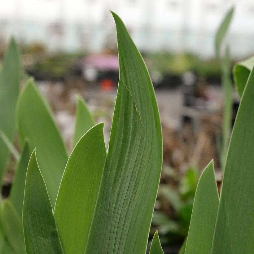 Iris germanica Black Knight - Giaggiolo paonazzo (Fogliame)