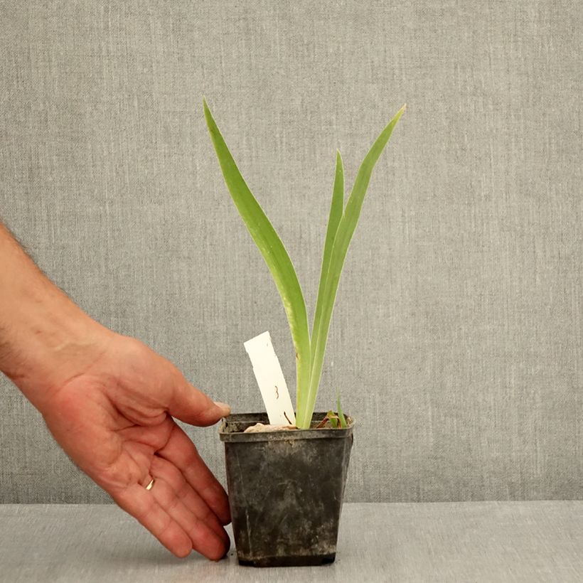 Esemplare di Iris germanica Brin de Folie - Giaggiolo paonazzo Vasetto da 8/9 cm consegnato in estate