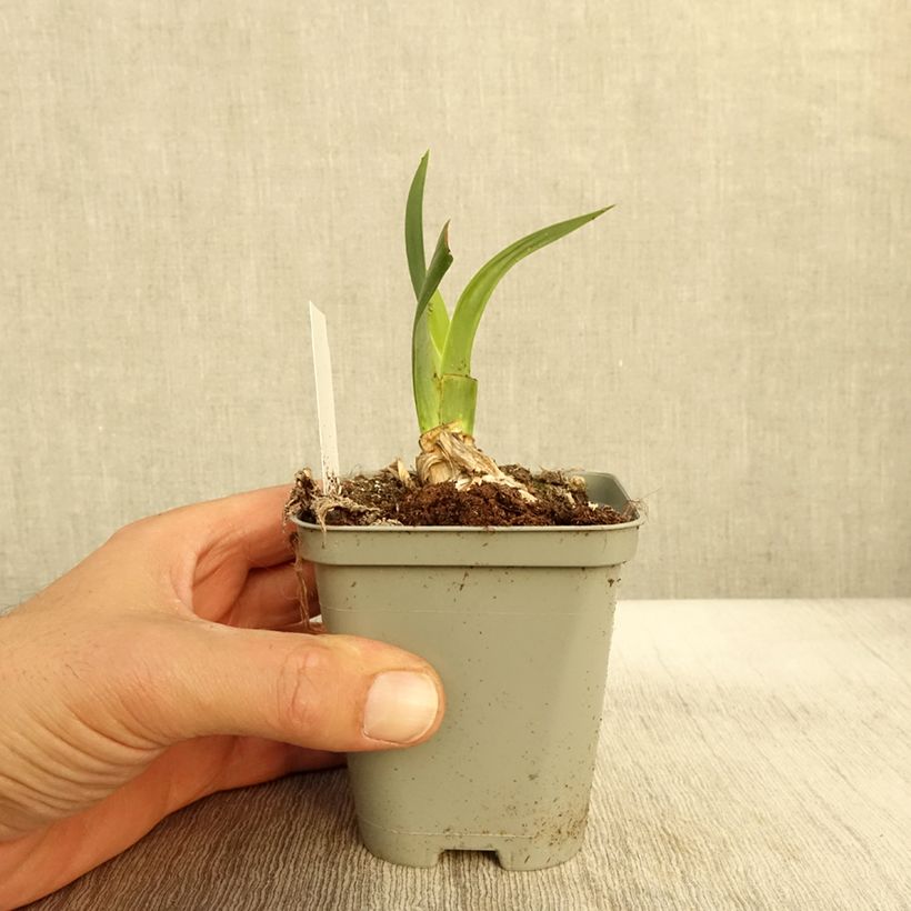Esemplare di Iris germanica Bullwinkle - Giaggiolo paonazzo Vasetto da 8/9 cm come consegnato in autunno