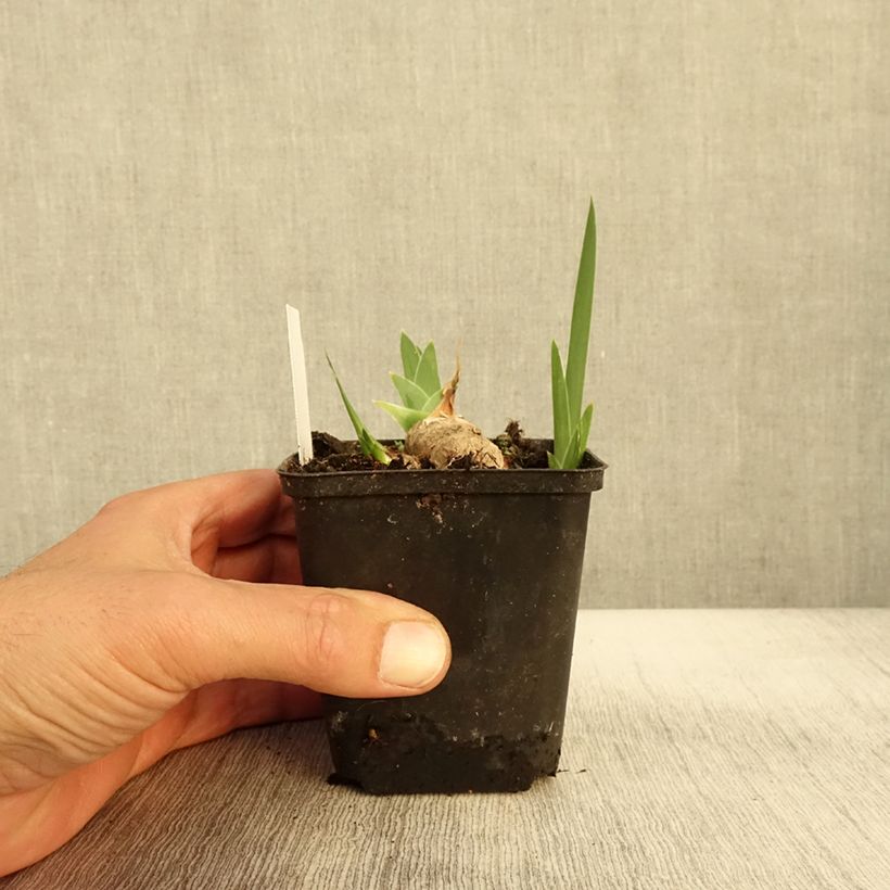 Esemplare di Iris germanica Burnt Toffee - Giaggiolo paonazzo Vasetto da 8/9 cm come consegnato in autunno