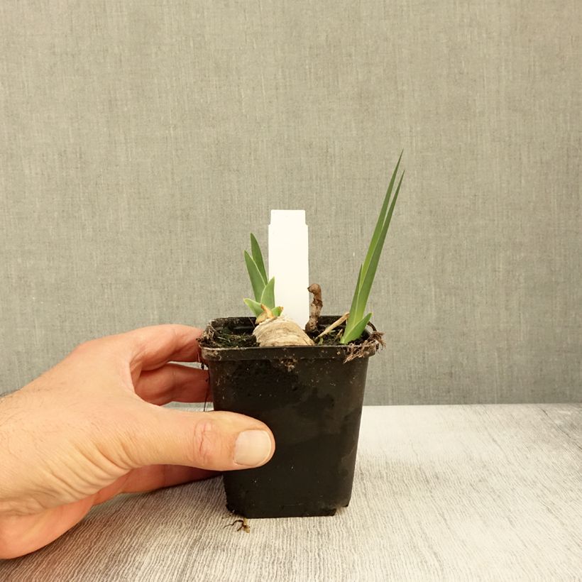 Esemplare di Iris germanica Chateau d Auvers Sur Oise - Giaggiolo paonazzo Vasetto da 8/9 cm come consegnato in autunno