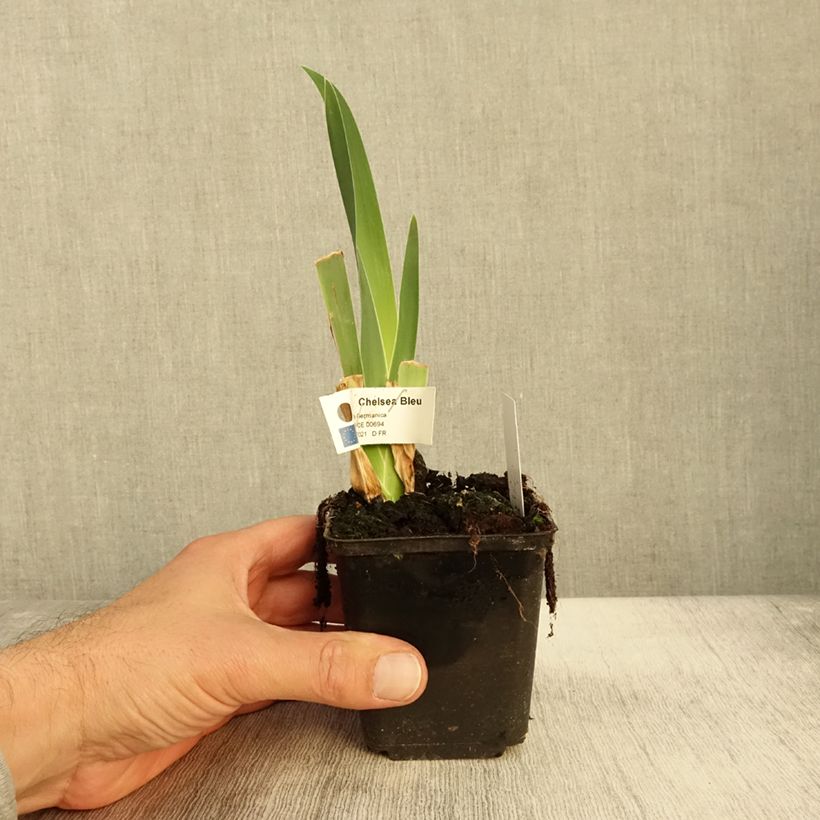 Esemplare di Iris germanica Chelsea Bleu - Giaggiolo paonazzo Vasetto da 8/9 cm come consegnato in autunno