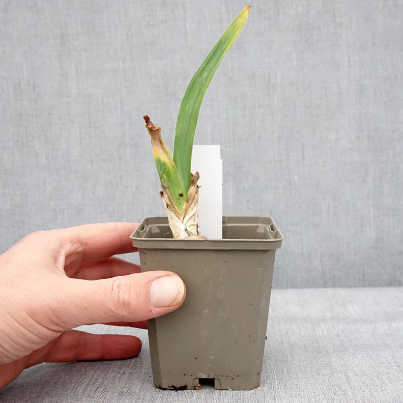 Iris germanica Cherished - Giaggiolo paonazzo Vasetto da 8/9 cm esemplare consegnato in inverno