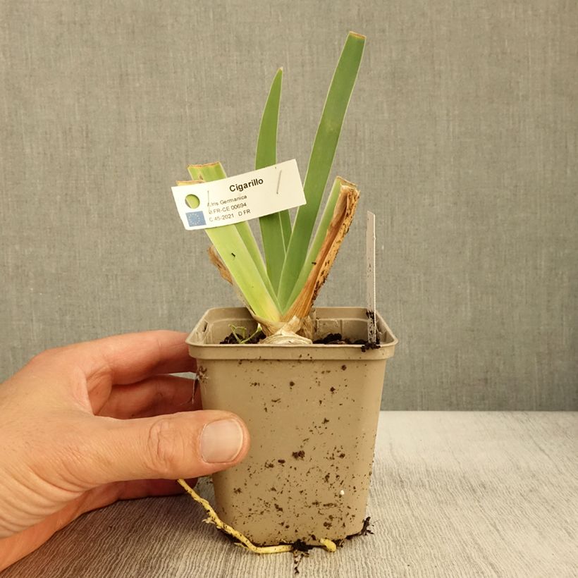 Esemplare di Iris germanica Cigarillo - Giaggiolo paonazzo Vasetto da 8/9 cm come consegnato in autunno