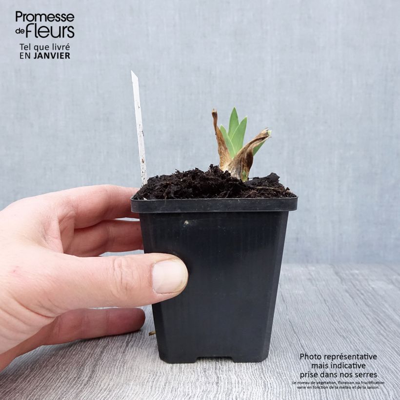Iris germanica Coffee Trader - Giaggiolo paonazzo Vasetto da 8/9 cm esemplare consegnato in inverno