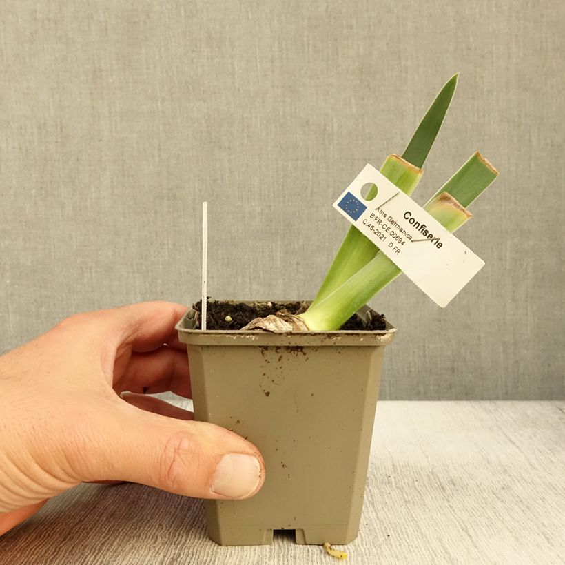 Esemplare di Iris germanica Confiserie - Giaggiolo paonazzo Vasetto da 8/9 cm come consegnato in autunno