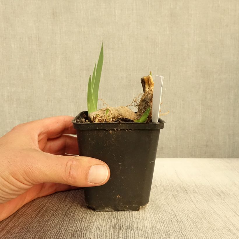 Esemplare di Iris germanica Crimson Tiger - Giaggiolo paonazzo Vasetto da 8/9 cm come consegnato in autunno