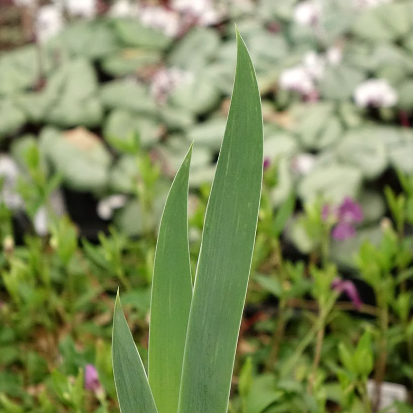 Iris germanica Crinoline - Giaggiolo paonazzo (Fogliame)