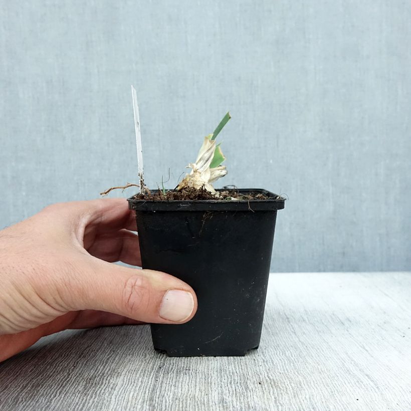 Esemplare di Iris germanica Dame Blanche - Giaggiolo paonazzo Vasetto da 8/9 cm come consegnato in autunno