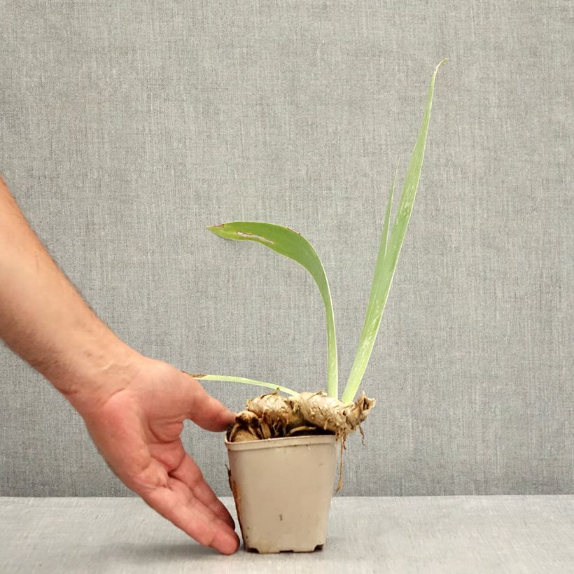 Esemplare di Iris germanica Dangerous Mood - Giaggiolo paonazzo Vasetto da 8/9 cm consegnato in estate