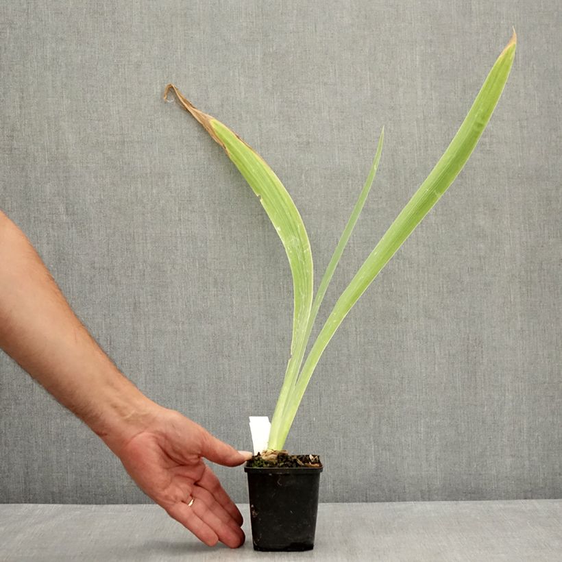 Esemplare di Iris germanica Dating A Royal - Giaggiolo paonazzo Vasetto da 8/9 cm consegnato in estate