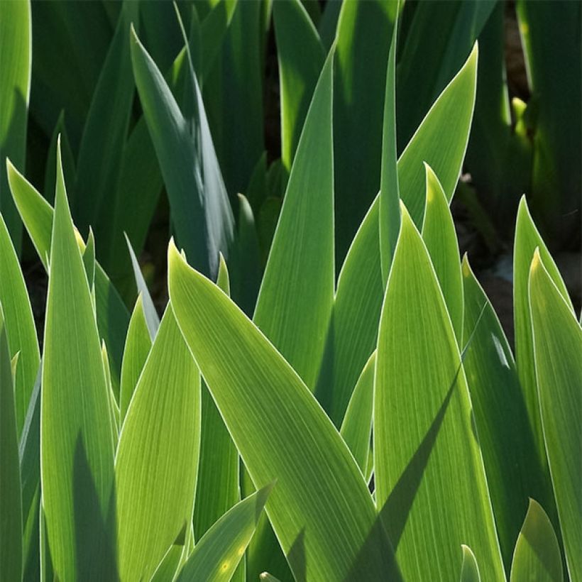 Iris germanica Deep Dark Secret - Giaggiolo paonazzo (Fogliame)
