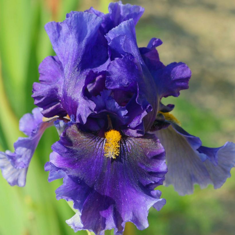 Iris germanica Deep Dark Secret - Giaggiolo paonazzo (Fioritura)