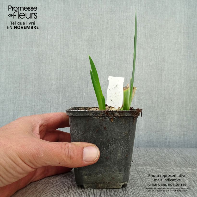 Esemplare di Iris germanica Déguisement - Giaggiolo paonazzo Vasetto da 8/9 cm come consegnato in autunno