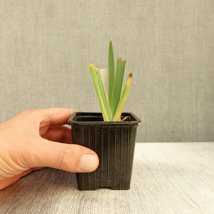 Esemplare di Iris germanica Delicato - Giaggiolo paonazzo Vasetto da 8/9 cm come consegnato in autunno
