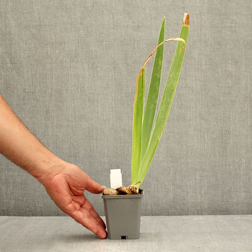Esemplare di Iris germanica Dernier Cri - Giaggiolo paonazzo Vasetto da 8/9 cm consegnato in estate