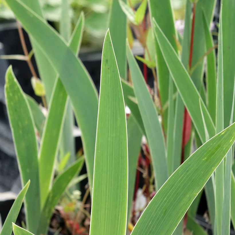 Iris germanica Dutch Chocolate - Giaggiolo paonazzo (Fogliame)