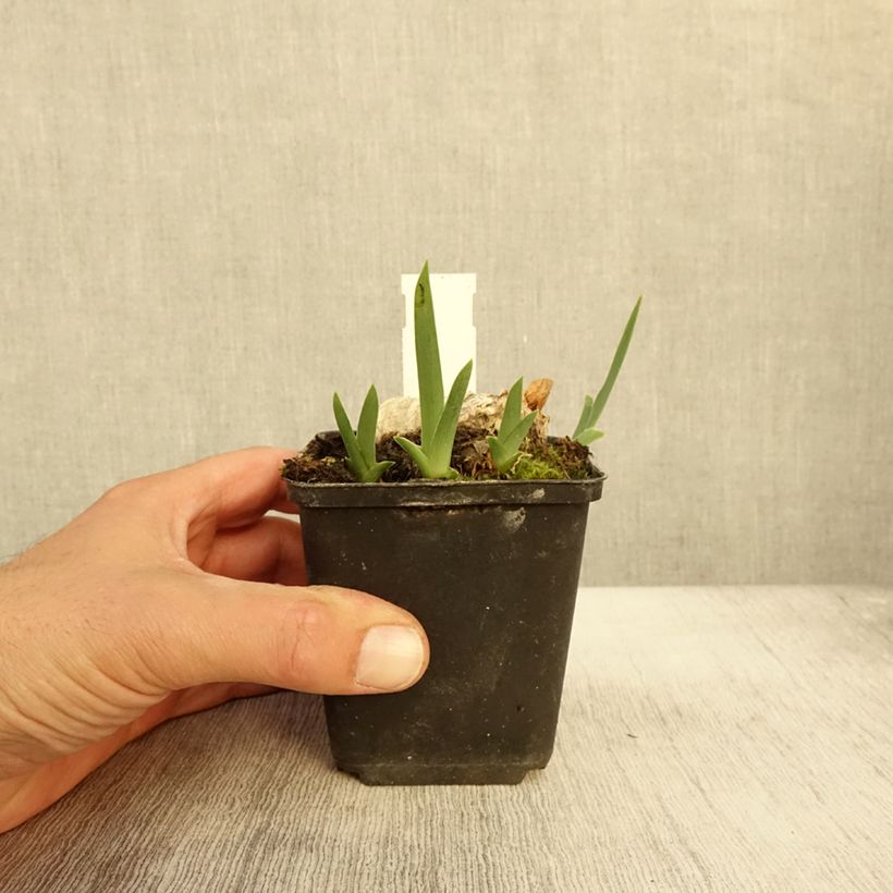 Esemplare di Iris germanica En Ebullition - Giaggiolo paonazzo Vasetto da 8/9 cm come consegnato in autunno