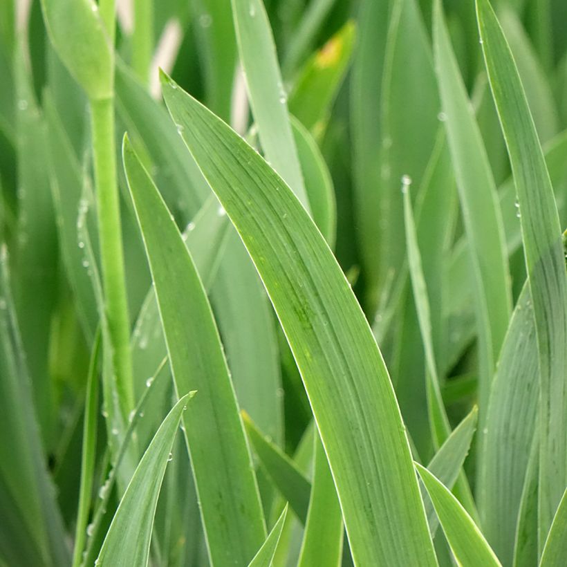 Iris germanica En Ebullition - Giaggiolo paonazzo (Fogliame)