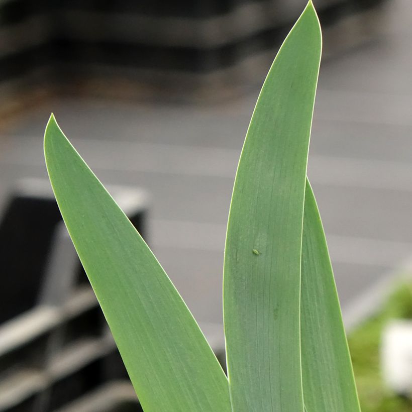 Iris germanica En Ebullition - Giaggiolo paonazzo (Fogliame)