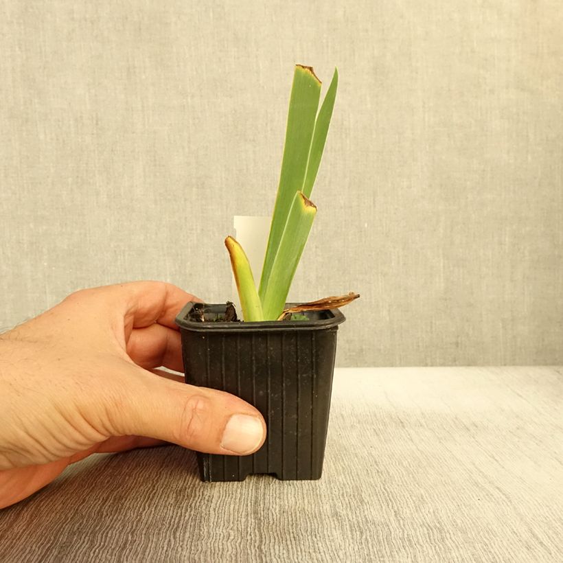 Esemplare di Iris germanica Flamant Rose - Giaggiolo paonazzo Vasetto da 8/9 cm come consegnato in autunno