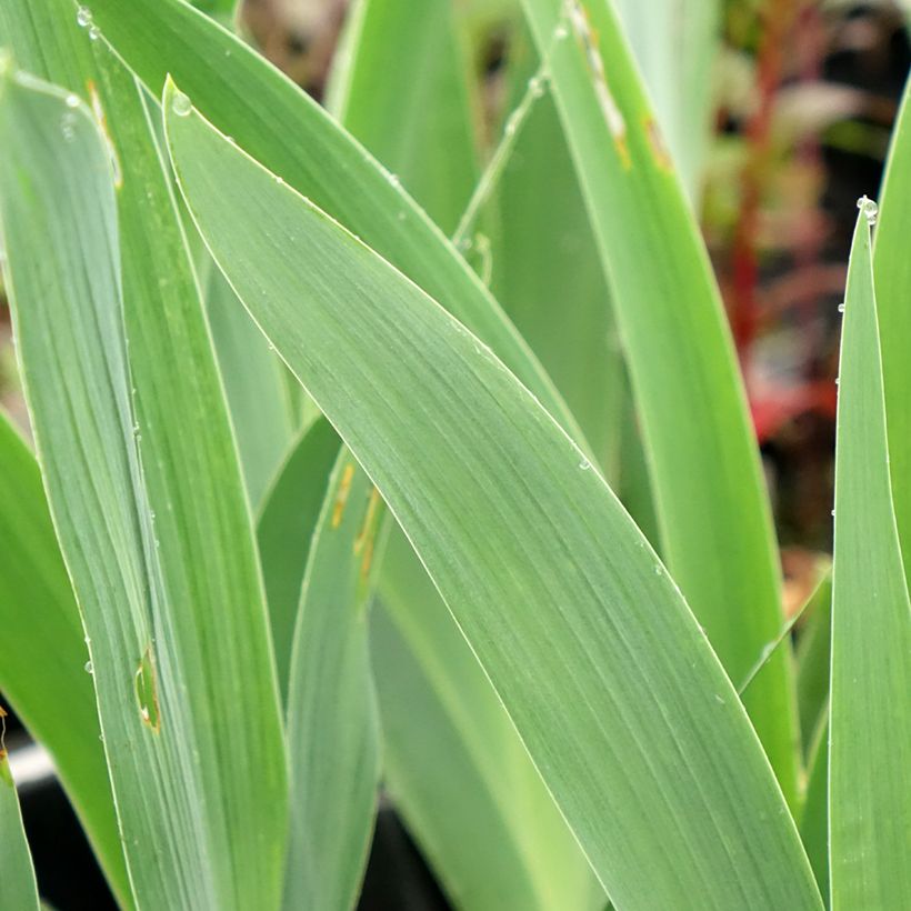 Iris germanica Flaming Dragon - Giaggiolo paonazzo (Fogliame)