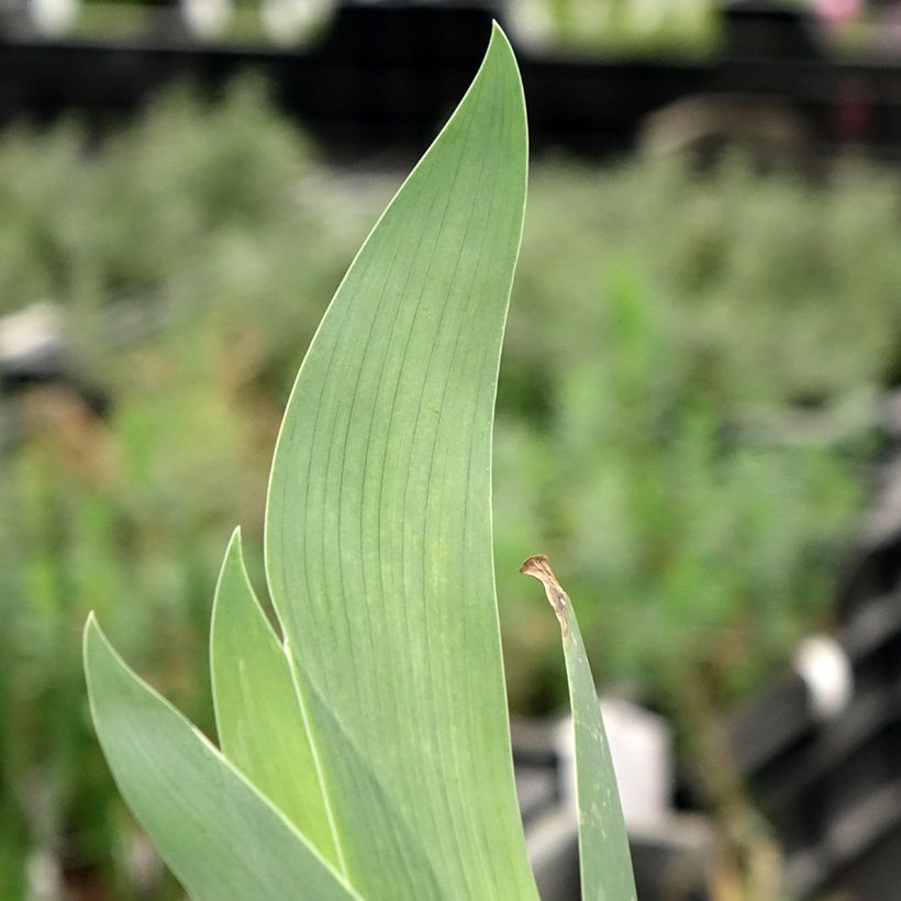 Iris germanica Flaming Dragon - Giaggiolo paonazzo (Fogliame)