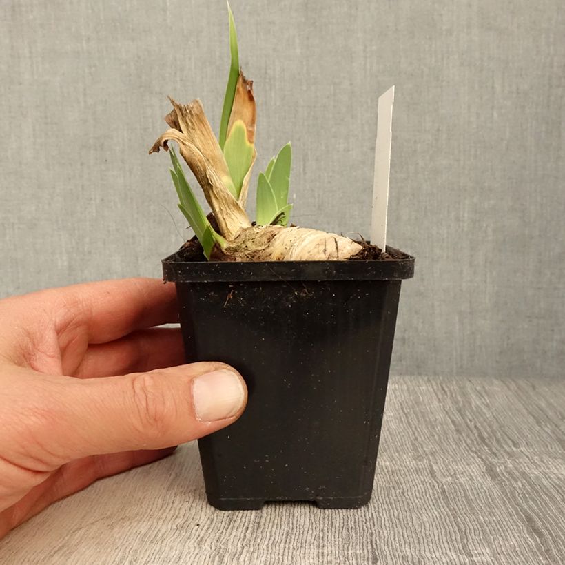 Iris germanica Friendly Seas - Giaggiolo paonazzo Vasetto da 8/9 cm esemplare consegnato in primavera