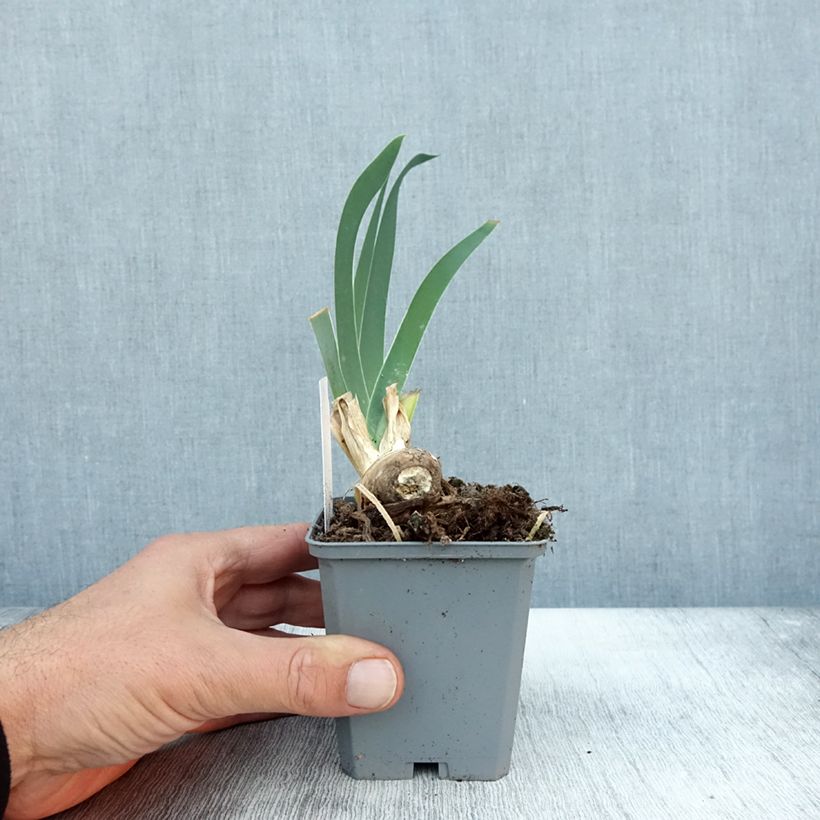 Esemplare di Iris germanica Frison-Roche - Giaggiolo paonazzo Vasetto da 8/9 cm come consegnato in autunno