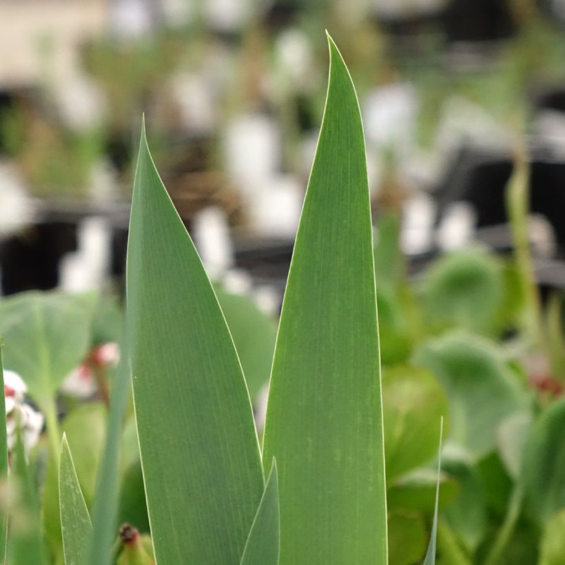 Iris germanica Frison-Roche - Giaggiolo paonazzo (Fogliame)