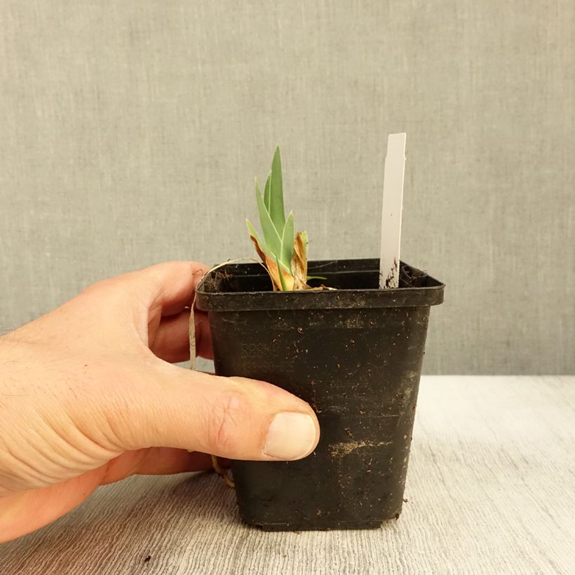 Esemplare di Iris germanica Gérard Brière - Giaggiolo paonazzo Vasetto da 8/9 cm come consegnato in autunno