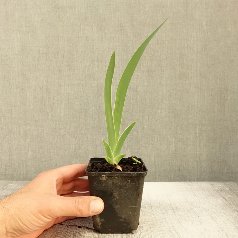 Esemplare di Iris germanica Golden Immortal - Giaggiolo paonazzo Vasetto da 8/9 cm come consegnato in autunno