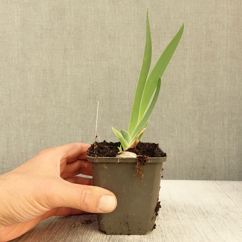 Esemplare di Iris germanica Grand Canari - Giaggiolo paonazzo Vasetto da 8/9 cm come consegnato in autunno
