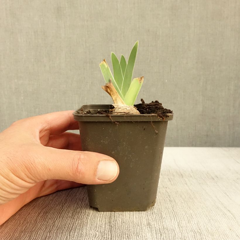Esemplare di Iris germanica Guatemala - Giaggiolo paonazzo Vasetto da 8/9 cm come consegnato in autunno