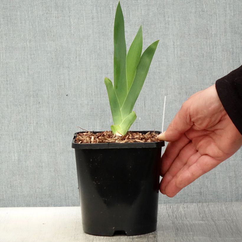 Iris germanica Harbor Blue - Giaggiolo paonazzo Vaso da 1,5L/2L esemplare consegnato in primavera