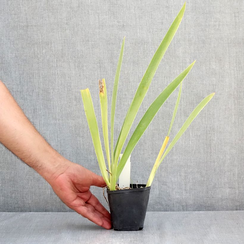 Esemplare di Iris germanica Hello Darling - Giaggiolo paonazzo Vasetto da 8/9 cm consegnato in estate