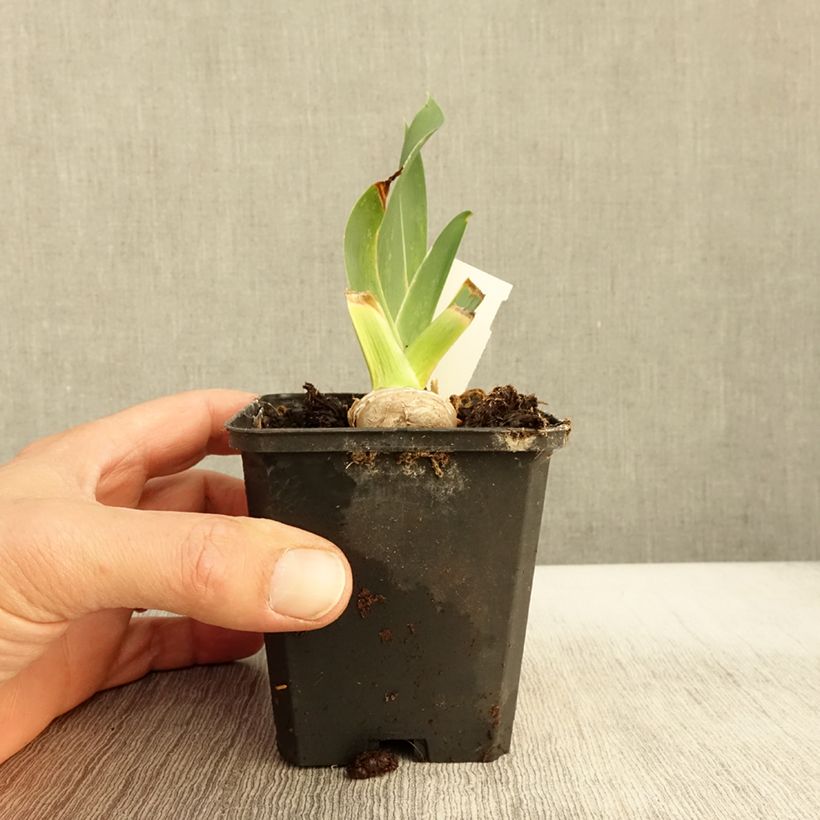 Esemplare di Iris germanica High Stakes - Giaggiolo paonazzo Vasetto da 8/9 cm come consegnato in autunno