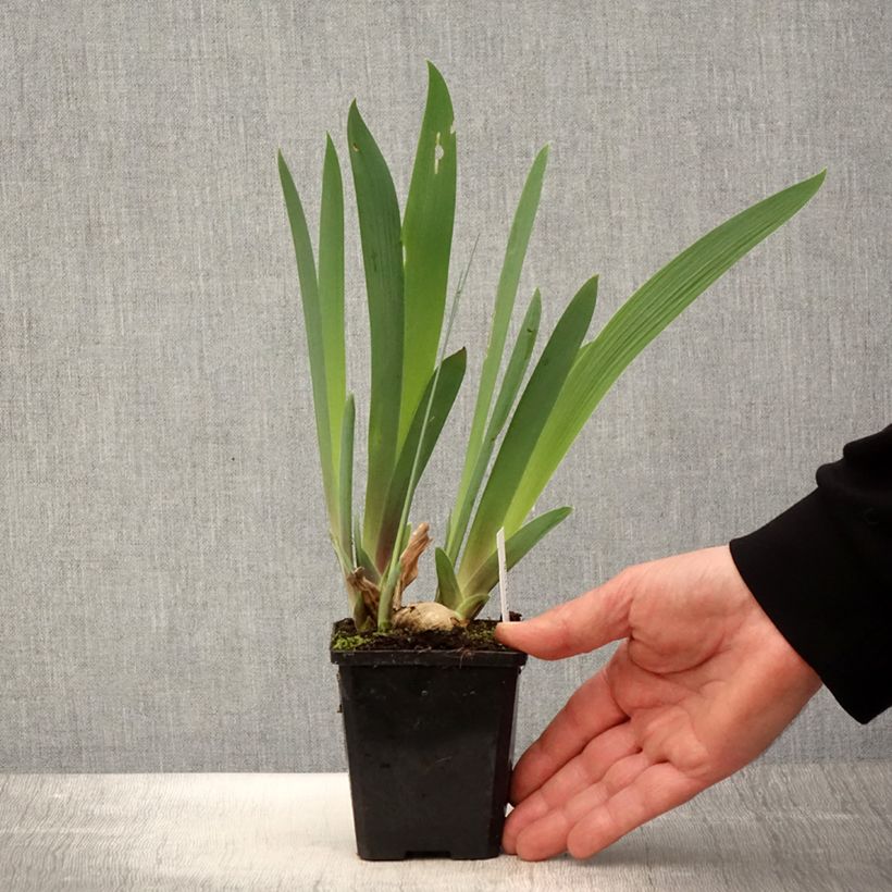 Iris germanica Honky Tonk Blues - Giaggiolo paonazzo Vasetto da 8/9 cm esemplare consegnato in primavera