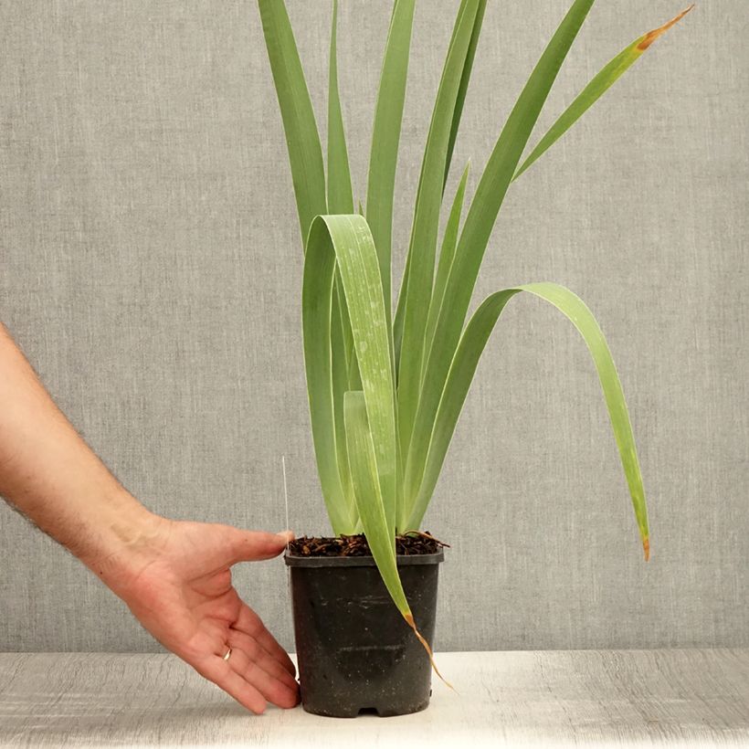 Esemplare di Iris germanica Immortality - Giaggiolo paonazzo Vaso da 1,5L/2L consegnato in estate