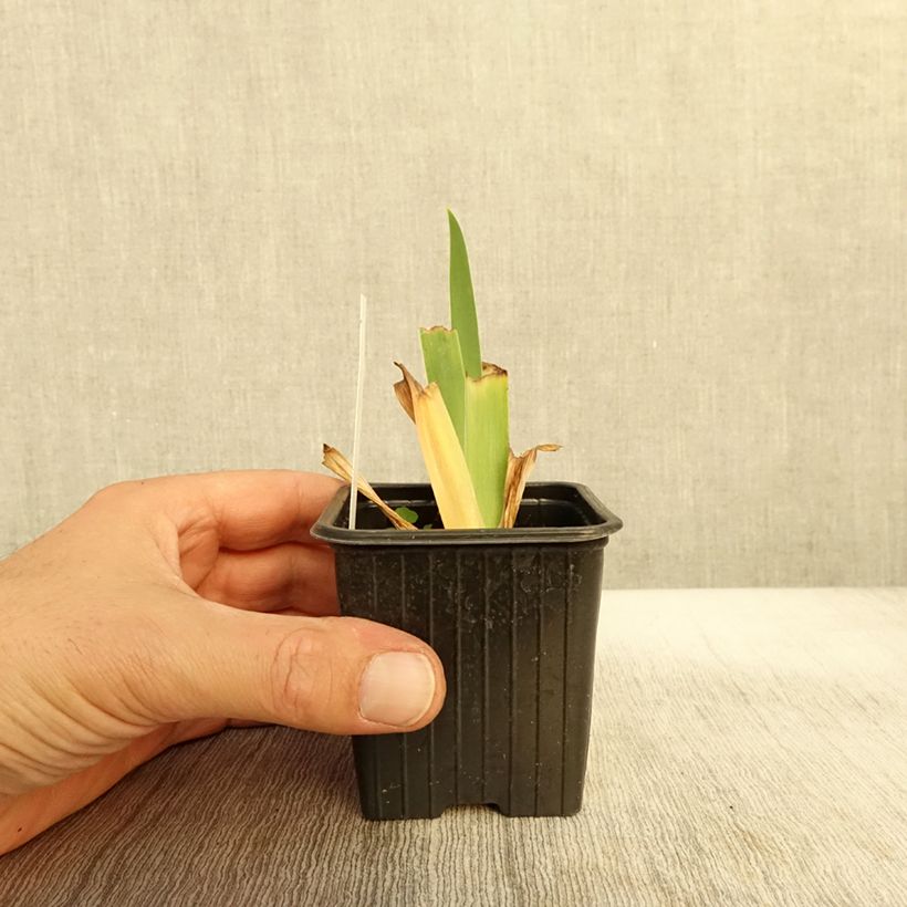 Esemplare di Iris germanica Inferno - Giaggiolo paonazzo Vasetto da 8/9 cm come consegnato in autunno