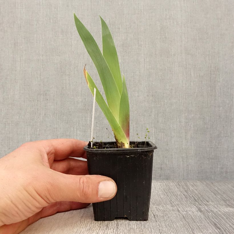 Iris germanica Inferno - Giaggiolo paonazzo Vasetto da 8/9 cm esemplare consegnato in primavera